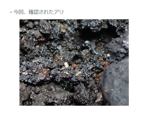 ヒアリの次はアカカミアリ、神戸市　沖縄にはすでに定着している外来生物