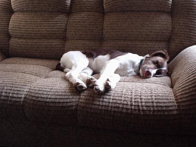 「犬インフルエンザ」北米で感染急増中　日本上陸や人にうつる可能性は