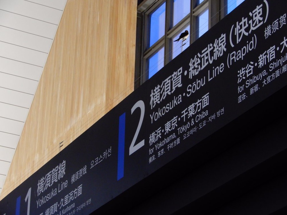 改札付近で見られたツバメの親鳥（写真はコペハ鳥@Cphg_mbさん提供）