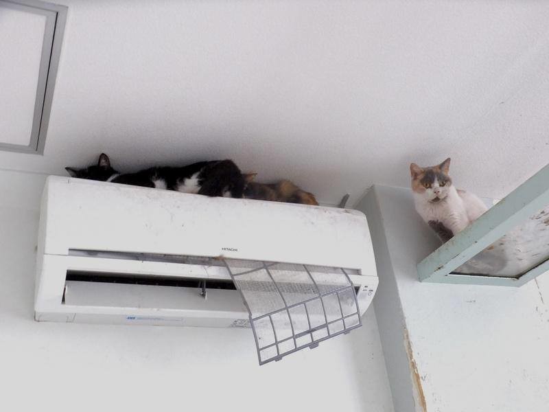 店内は汚物だらけで、エアコンも破損している（同）