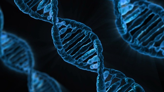 「健康に悪い遺伝子の変異」が知能を下げる　英大学が発表