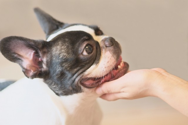 感動実話！猫が認知症の犬を介護する！　ワンコが認知症になった時の向き合い方