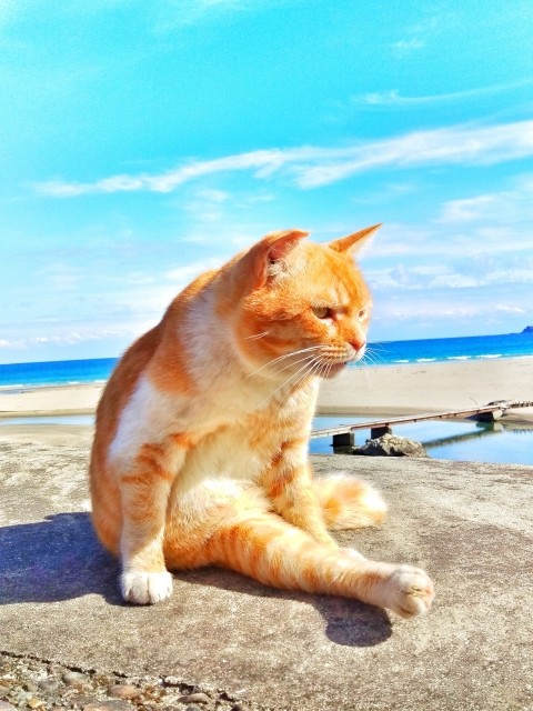 猫と人間だけがアルツハイマーになる　わがニャンの認知症と向き合う方法