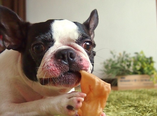 犬にぶどうを絶対食べさせてはダメ レーズンパン盗み食い 恐怖の体験記 J Cast ニュース 全文表示