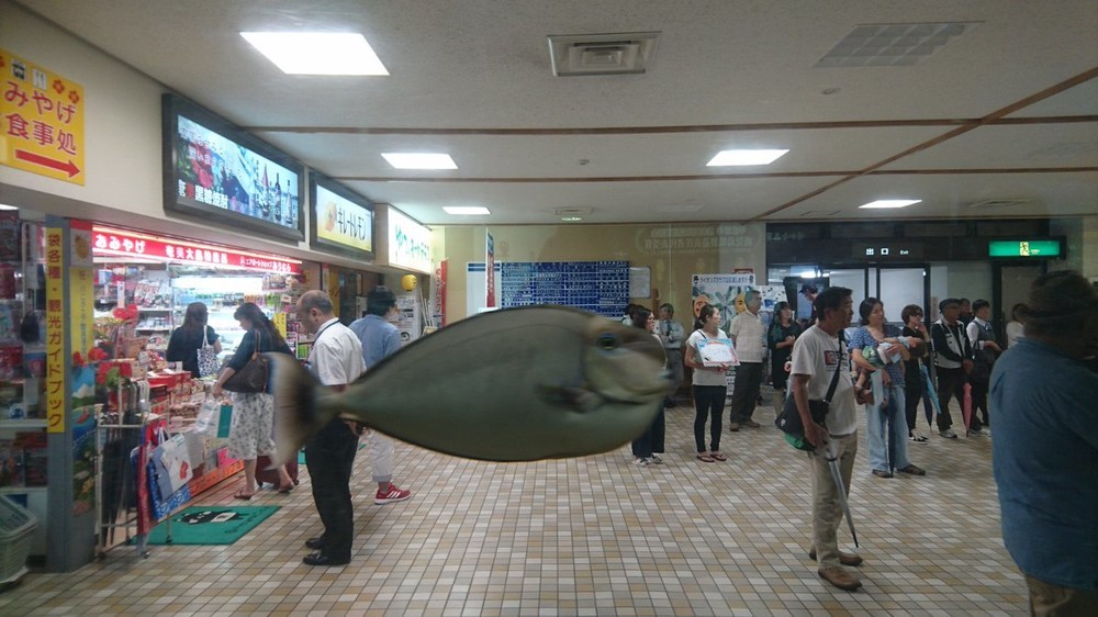 幻の「スカイフィッシュ」写真が人気　空港で「魚が飛んでる」!?