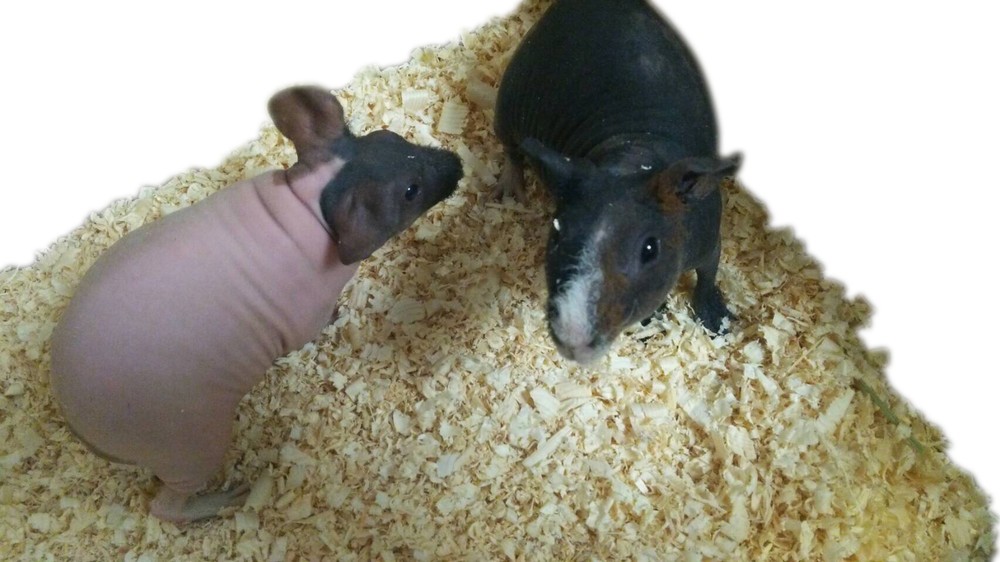 展示されている「スキニーギニアピッグ」（画像はプレスリリースより）