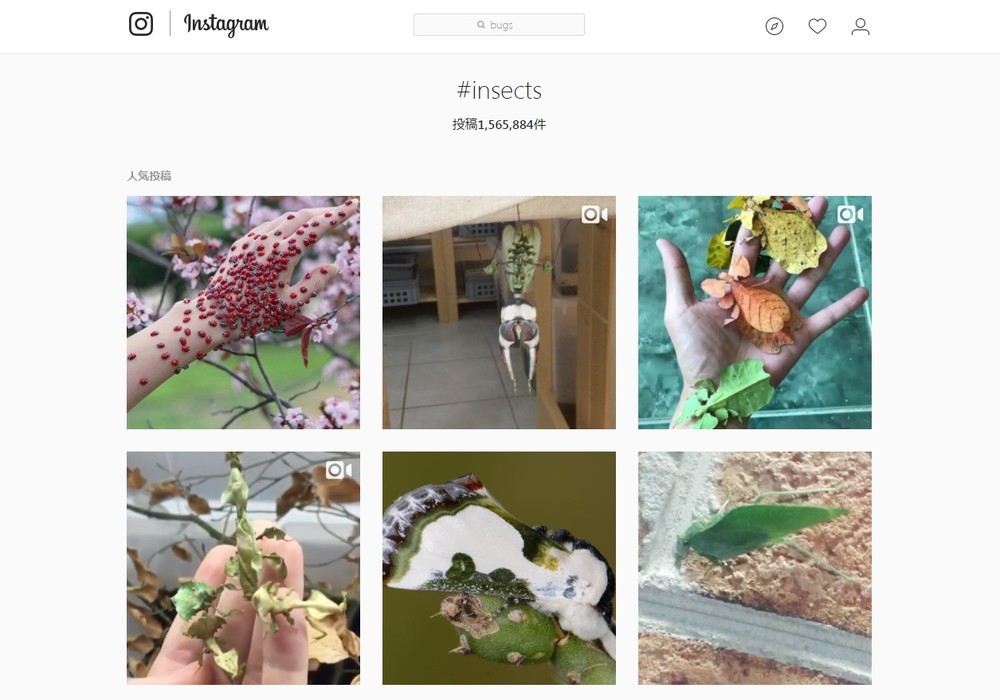 インスタで「＃insects」と検索すると…