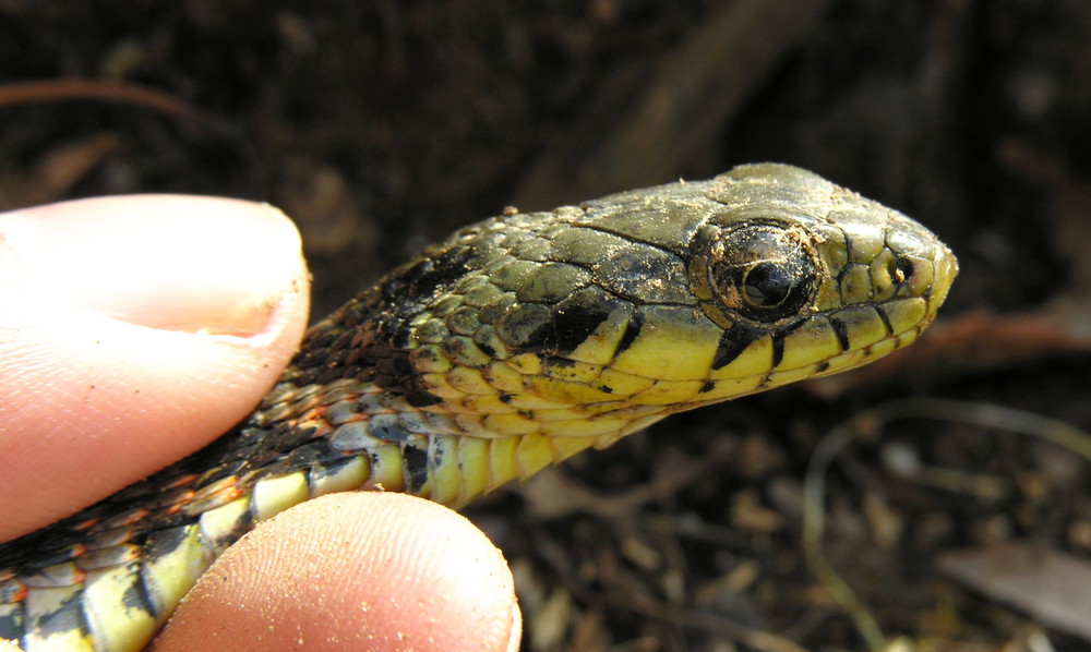 カエルがいるところヤマカガシあり（Photo by Yasunori Koide -ヤマカガシ の頭部(2009) / CC BY SA3.0）