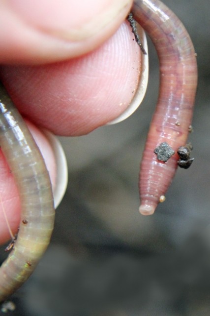 釣りエサのゴカイが人類の未来を救う！　驚異の生命力が人間の血液の代用物に