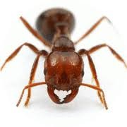 ヒアリ駆除の決め手は「敵を知ること」　2種類いる女王の「性格」を遺伝子分析