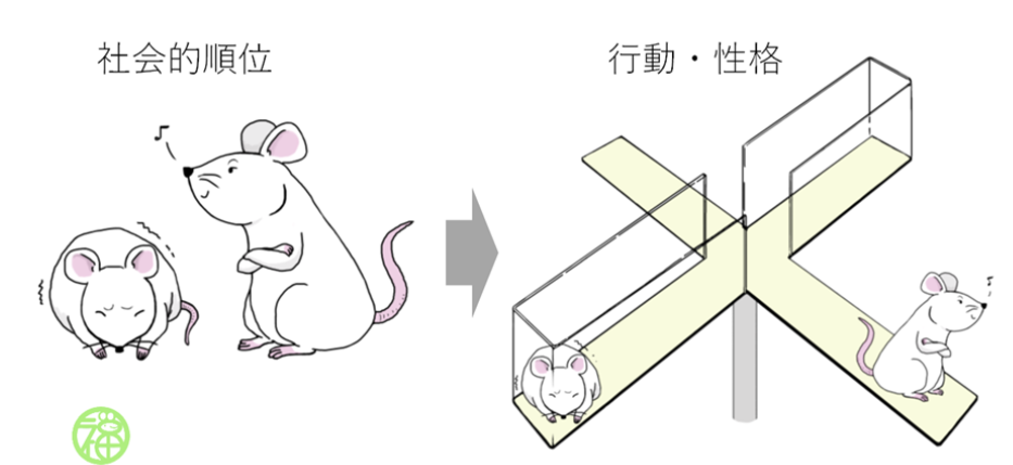 順位がマウスに与える影響（国立遺伝学研究所の発表資料より）