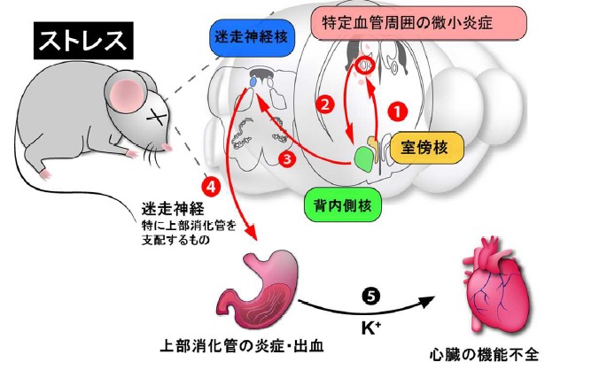 「病は気から」は本当だった！　北海道大が世界で初めてメカニズム解明