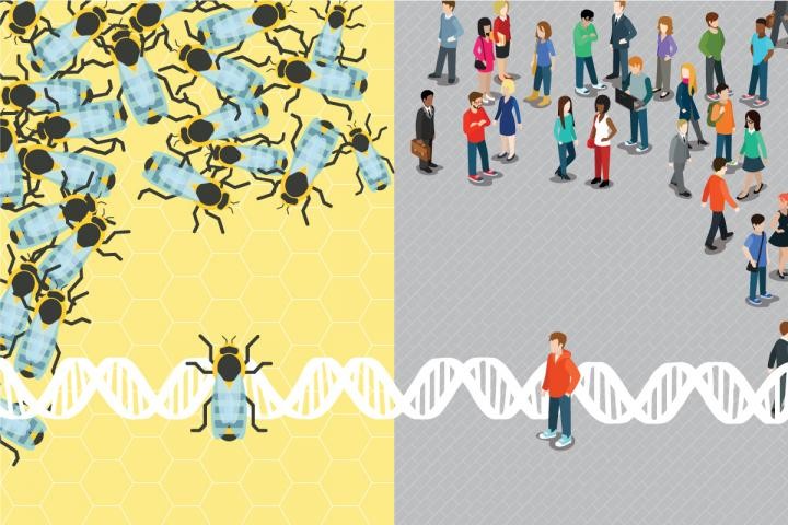 ミツバチにも「自閉症」のハチがいる　人間の自閉症と共通の遺伝子が判明