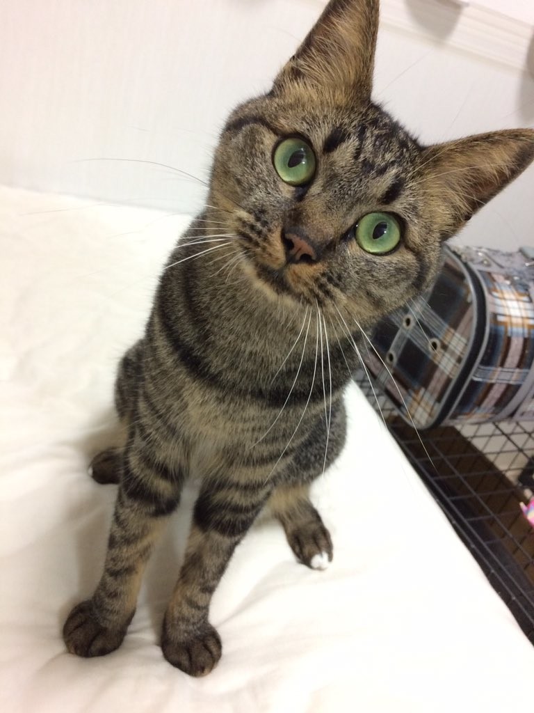 くりっとかわいい目の「師匠ちゃん」