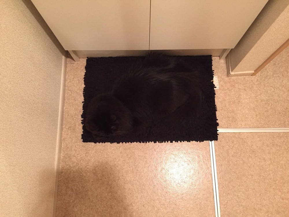 黒猫の「擬態力」がすごい！　お風呂マット、使おうとしたら...