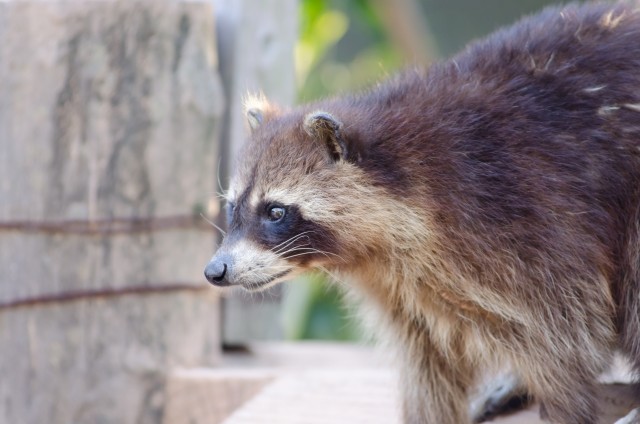 「飼い猫にマダニ」で感染症が怖い　都市部に持ち込んで来る「犯人」とは