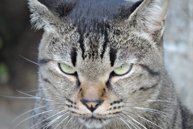 猫の尿は猫の尿で防ぐ！ 　猫の糞尿被害防止策を岩手大が発見