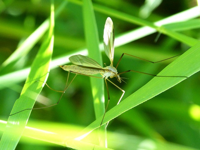 イタリア北部でマラリア患者が発生　熱帯の病気のはずがなぜ？