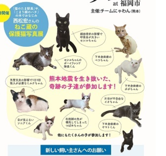 熊本地震を生き残った「奇跡の猫」たち　障害を持つ猫限定の譲渡会が福岡で