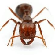 アンジェリカさんら乾癬患者に朗報 <br/>  なんとヒアリの猛毒に効能あり！　