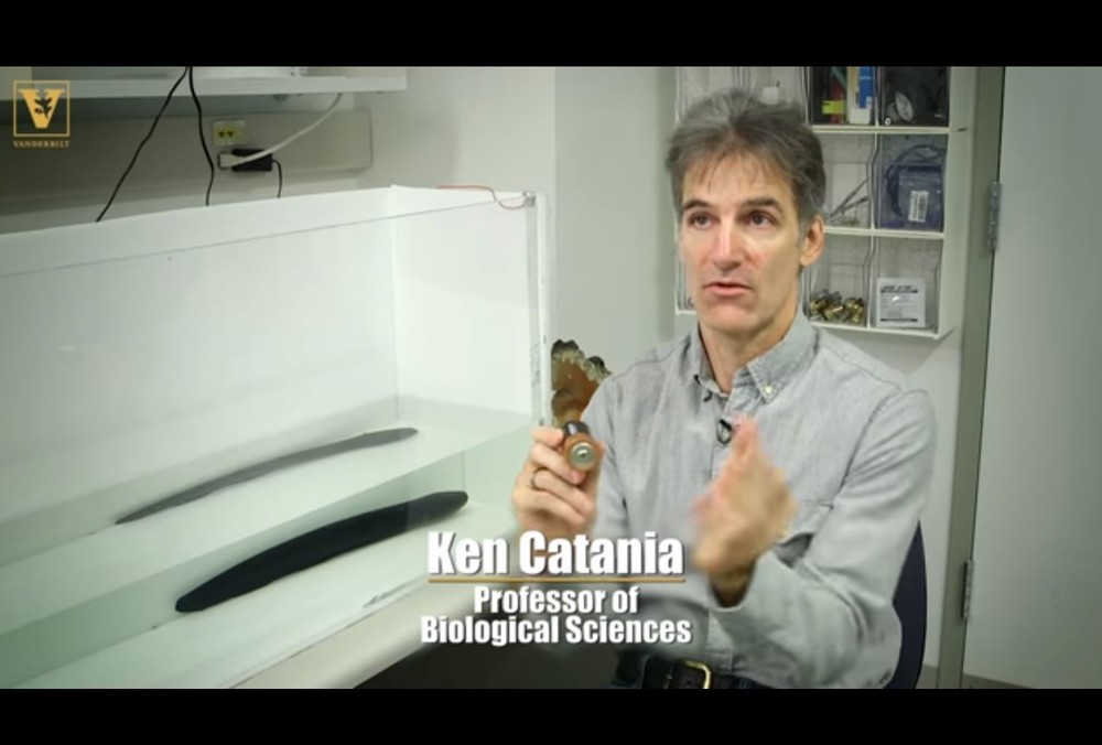 デンキウナギが水上で与えるショックはどれ程？　生物学者が自らの腕で検証