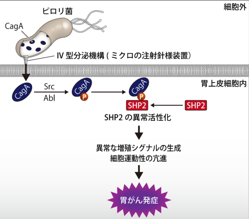 ピロリ菌が発がんタンパク質を細胞に「注射」する（東京大学の発表資料より）