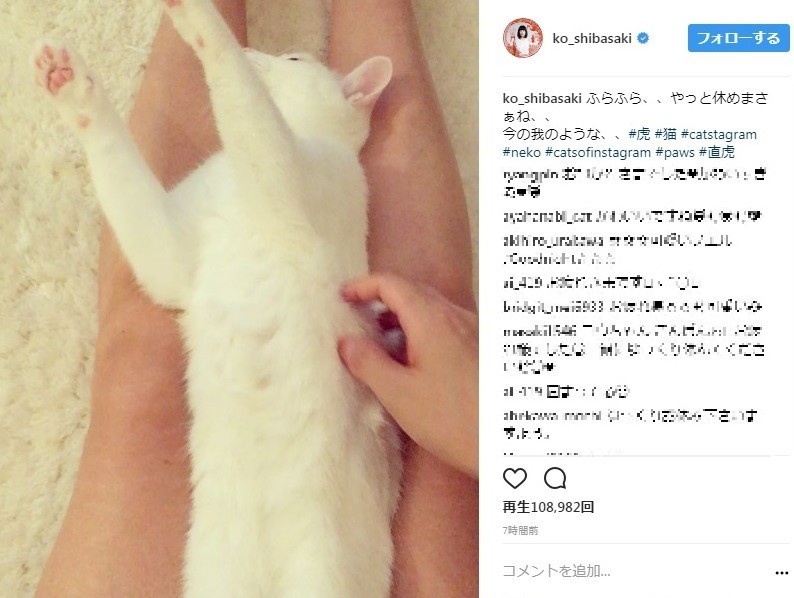 柴咲さんが公開した猫動画（画像は公式インスタグラムのスクリーンショット）