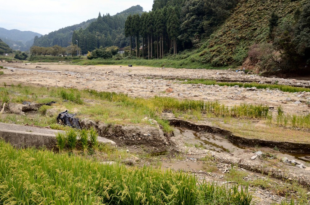 河原のように見えるが、元は水田。残されたイネが悲しい
