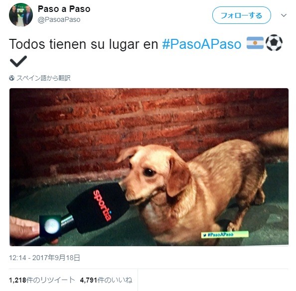 インタビューに応じる乱入犬（画像は＠PasoaPasoのツイートより）