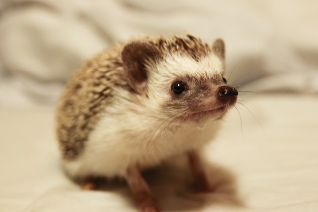 動物カフェは「いじくりまわされて可哀想」　大石静、スタジオ凍りつく発言に賛否