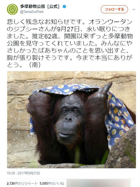 世界最高齢オランウータン「ジプシー」死ぬ　ネットでは悼む声相次ぐ