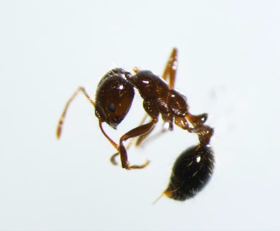 今回確認されたヒアリ（環境省提供）