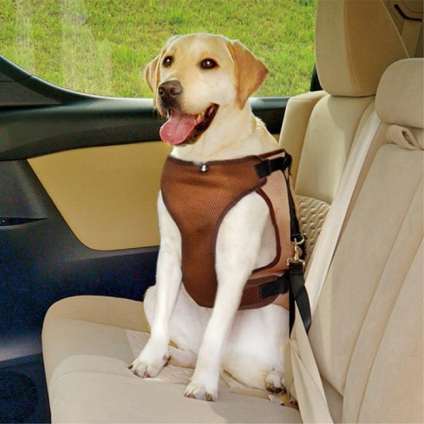 愛犬と安全ドライブのベストハーネス　後部座席につなぎ、そのまま散歩にも