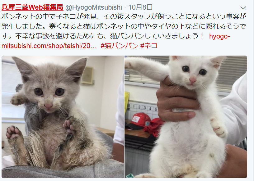 車のエンジンルームから子猫を救出　悲劇を防ぐためボンネットを叩こう