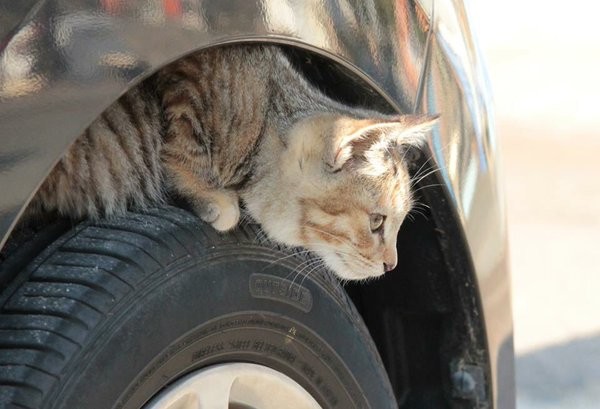 寒い日にタイヤに隠れる猫（日産自動車「#猫バンバン　プロジェクト」より）