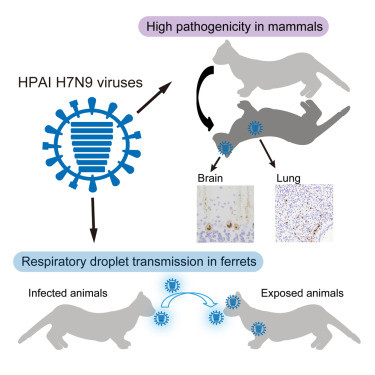 新型ウイルスの世界的大流行の始まりか　鳥インフルが人同士に感染する凶暴タイプに