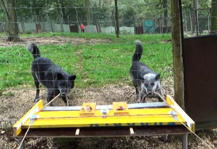 オオカミは犬の50倍も賢くて仲間思い？　綱引きテストで明かされた結果