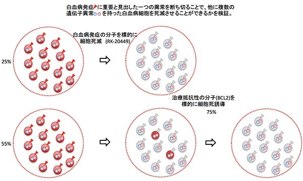 二正面作戦で急性骨髄性白血病を救う仕組み（理化学研究所の発表資料より）