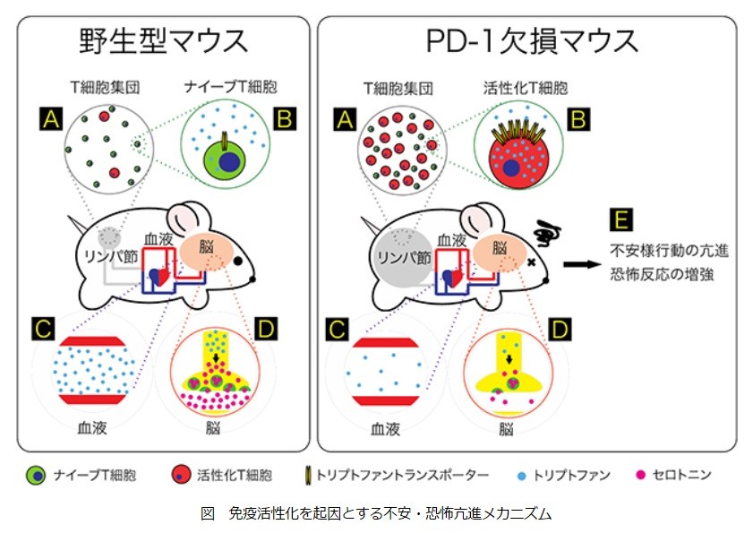 「病気になると心細くなる」意外な理由　カラダを守る免疫が頑張りすぎるから？