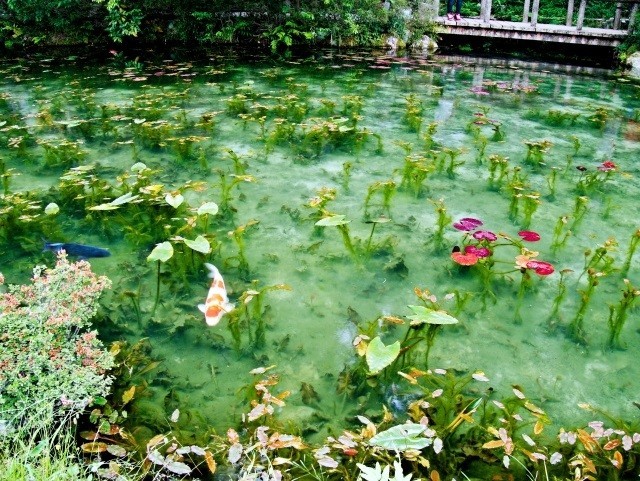 クロード・モネの「睡蓮」のような根道神社そばの池