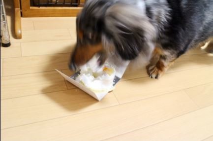 市販のケーキにかぶりつく八田さんの愛犬「レオナルド」（同）