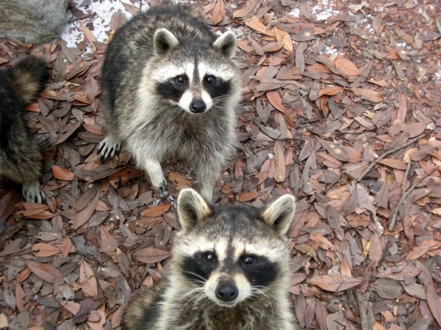 アライグマ逃がした疑いで書類送検