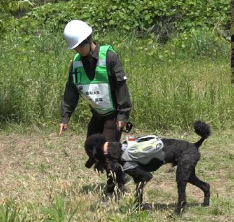  災害救助犬の「やる気」が一目でわかるベスト　人命救出に活躍させるため東北大など開発
