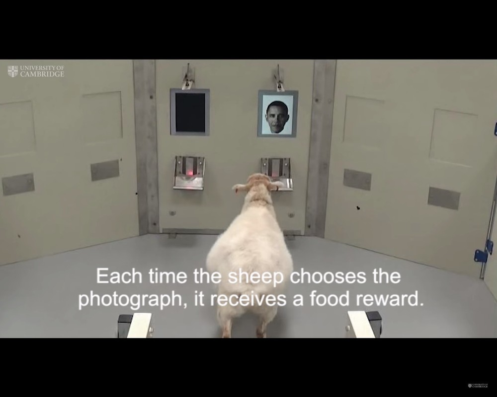 羊は人間並みに他人の顔を認識していた　オバマ、エマ・ワトソン、そして馴染のある人まで