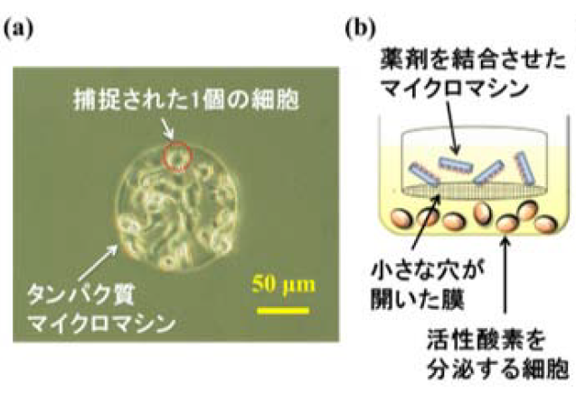 万病の原因「活性酸素」を極小マシンが除去　部品はタンパク質、体に優しい治療を期待