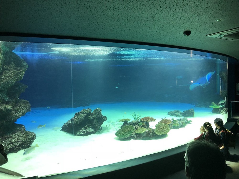 11月9日の水槽の様子。個体数が激減した。画像はたなか（＠sho_tanaka）さん提供 