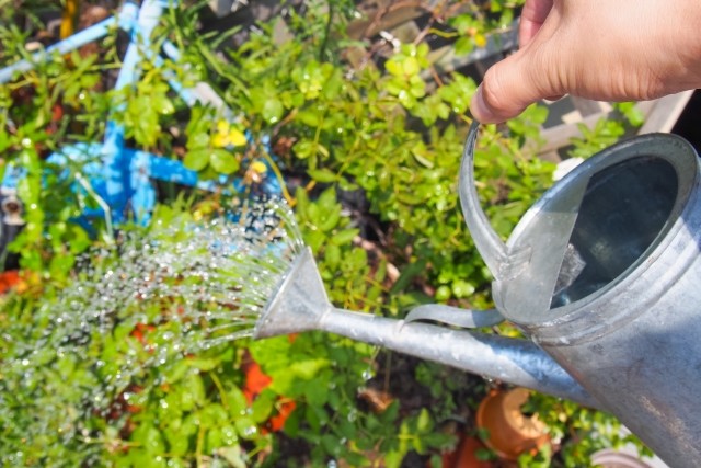 セリフ覚える合間の麻雀で元気！　「やすらぎの郷」出演名優の健康法