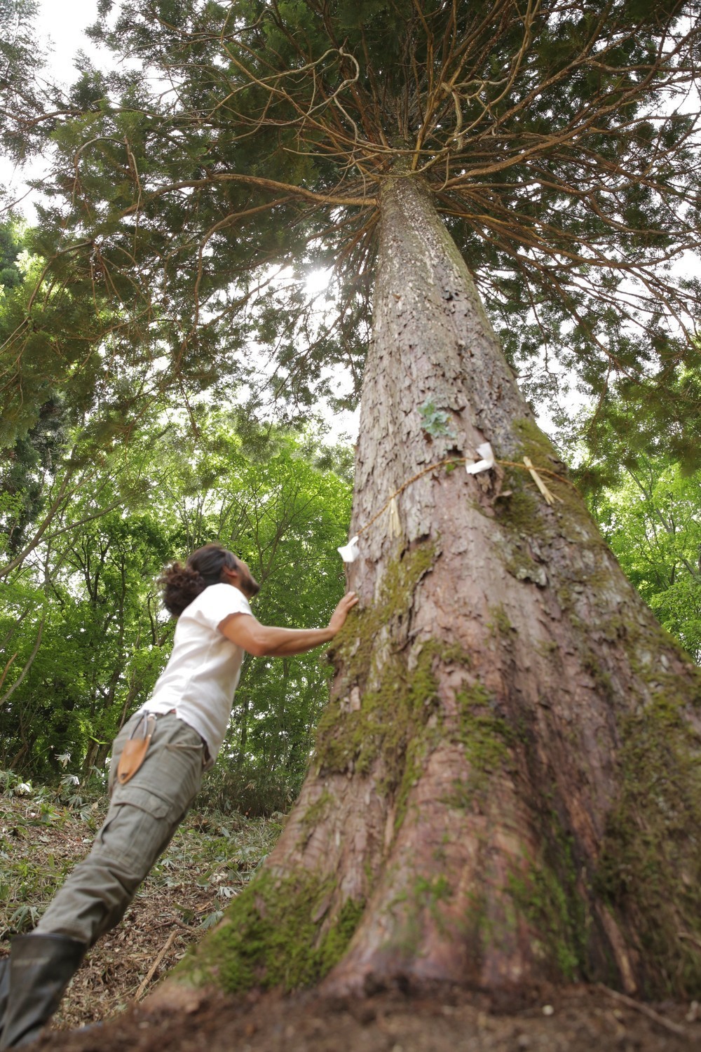 ツリーになったアスナロの木と西畠氏
