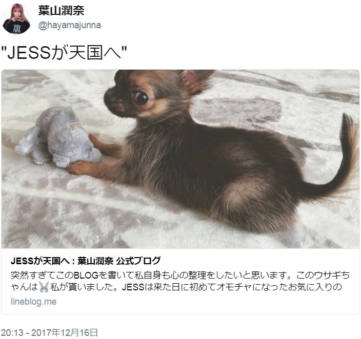 モデル・葉山潤奈「私は犬殺しではありません」　ネット中傷に反論「あれは不慮の事故」