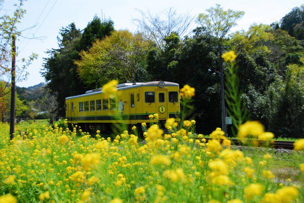 いすみ鉄道は沿線に植えられた菜の花で人気だ